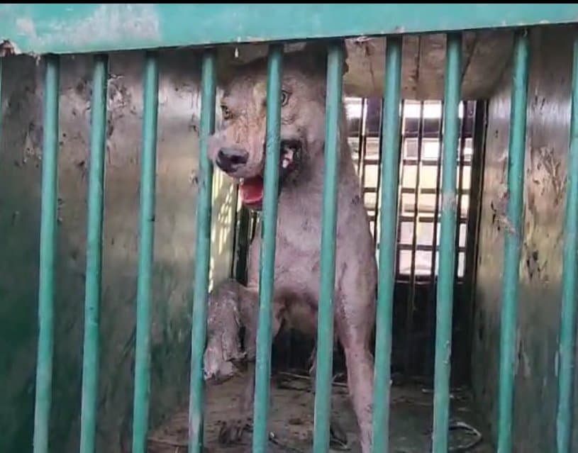 5वां खूनी भेड़िया पकड़ा गया