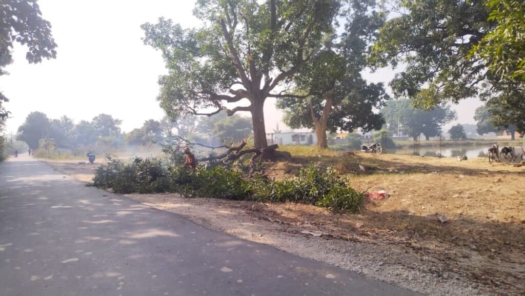 वन विभाग को सूचना देने के बाद भी लकड़ी माफिया काट ले गया पेड़