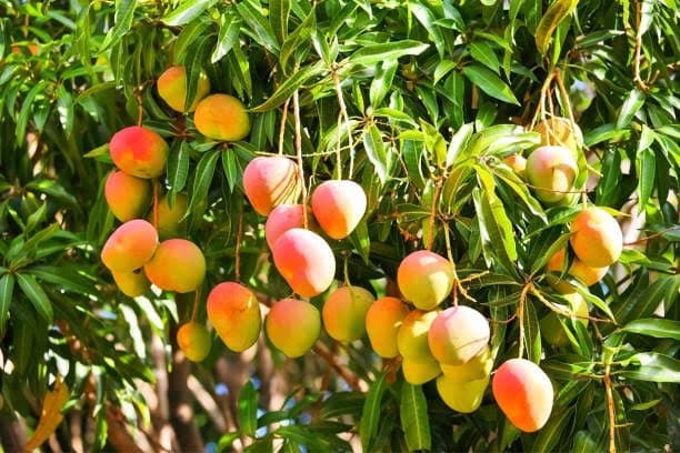 विश्व भर में सबसे ज्यादा और अधिक वैरायटी का आम भारत में होता है