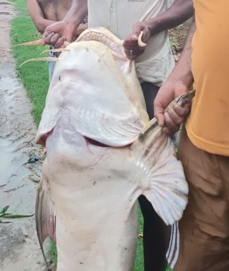 गोला क्षेत्र के बारानगर सरयू तट पर बसे नाविक (निषाद) ने नदी में पकड़ा करीब 40 किलो का मछली……