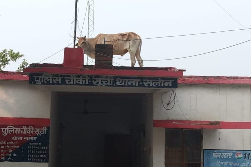 रायबरेली:आवारा सांड चढ़ा पुलिस चौकी की छत पर.