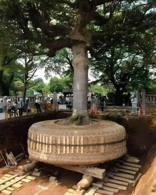 जापान में 165 साल पुराना पेड़ प्रत्यारोपित
