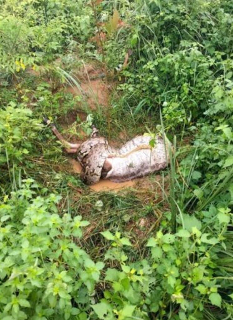 जंगल में गाय को जिंदा निगल गया 16 फीट लंबा अजगर,सीन देखकर सिहर जाएंगे आप