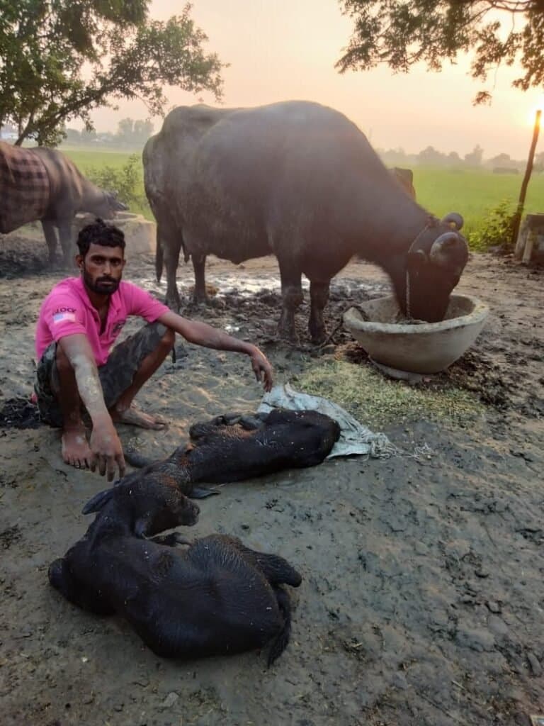 भैस ने दिया दो पड़िया को जन्म बना कौतूहल का विषय