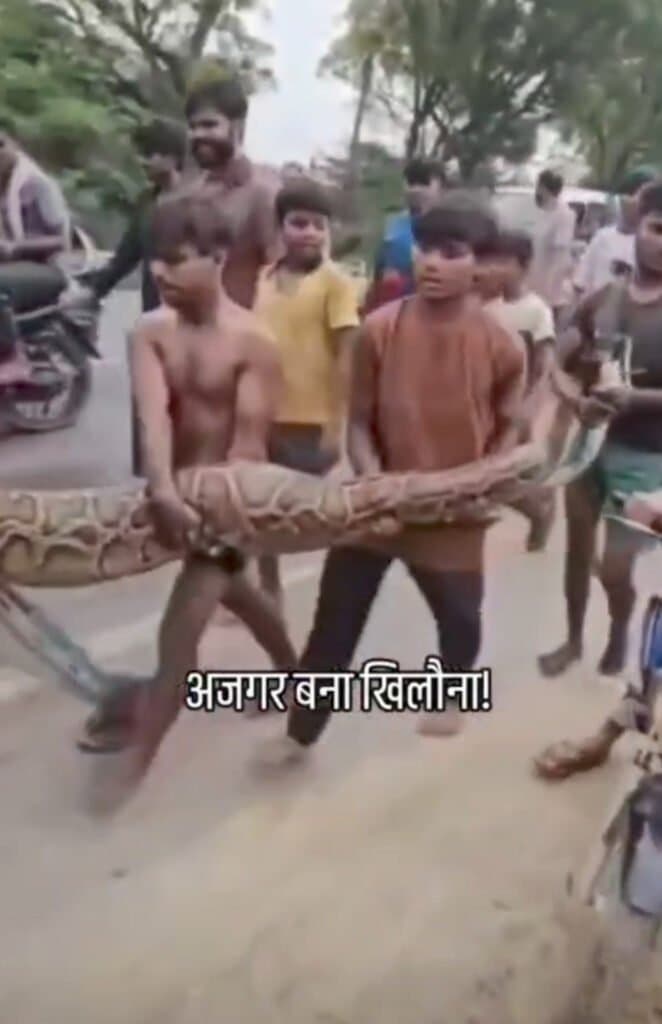 15 फीट लंबे अजगर को बच्चों ने बनाया खिलौना