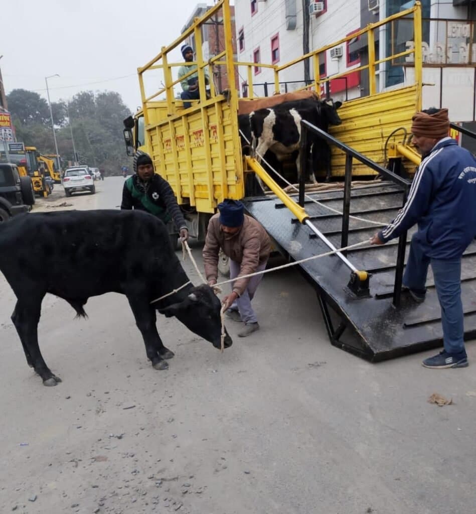 एसडीएम के आदेश पर आवारा पशुओं के खिलाफ नगर पंचायत का अभियान, आठ गौवंश गौशाला भेजे गए