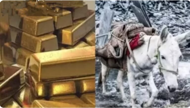 चीन बार्डर पर खच्चर से सोने की तस्करी, आईटीबीपी जवानों ने 108 किग्रा सोना बरामद कर दो तस्करों को किया गिरफ्तार