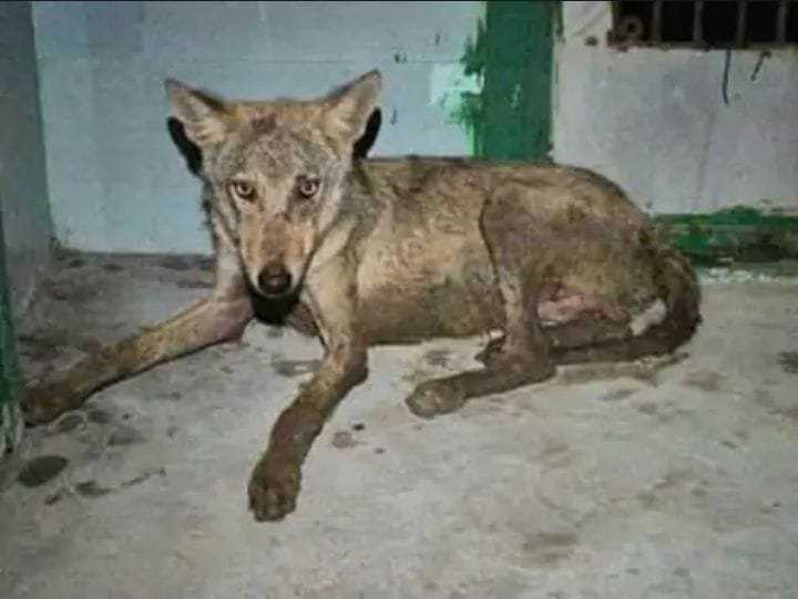 बहाराइच जिले के 35 से अधिक गांवों में दहशत फैलाने वाले चार भेड़ियों को वन विभाग की टीम ने किया रेस्क्यू