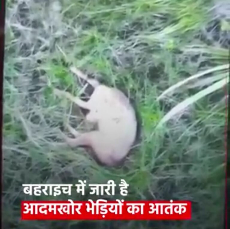 यूपी के बहराइच में आदमखोर भेड़ियों का आतंक है