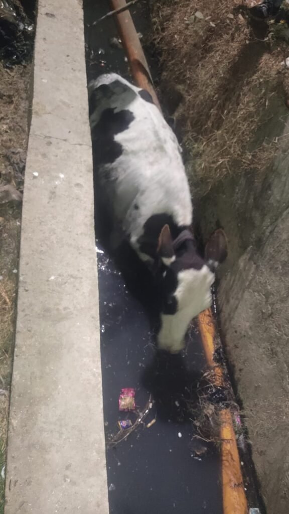 जेल बाईपास रोड स्थित प्यारे कटरा के सामने नाले में गिरी गाय