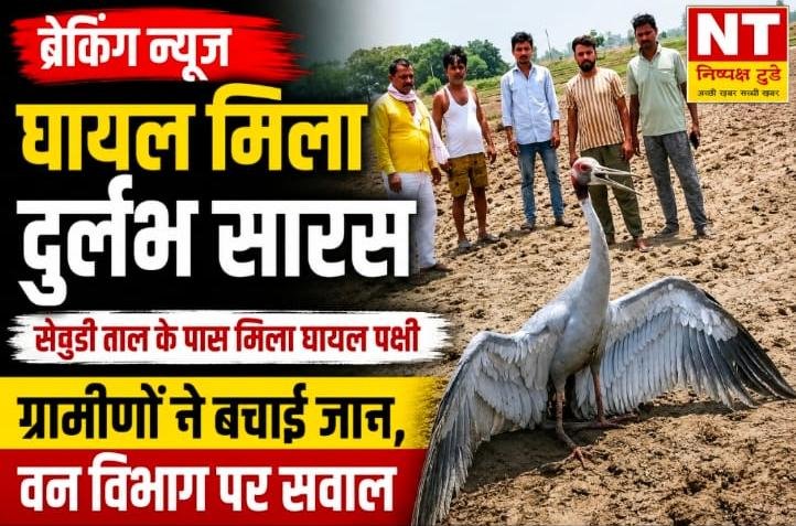 घायल मिला दुर्लभ सारस पक्षी, ग्रामीणों ने बचाई जान; वन विभाग की उदासीनता पर उठे सवाल